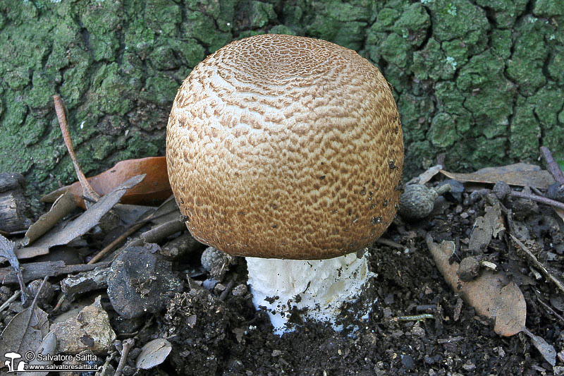 Agaricus augustus foto 1