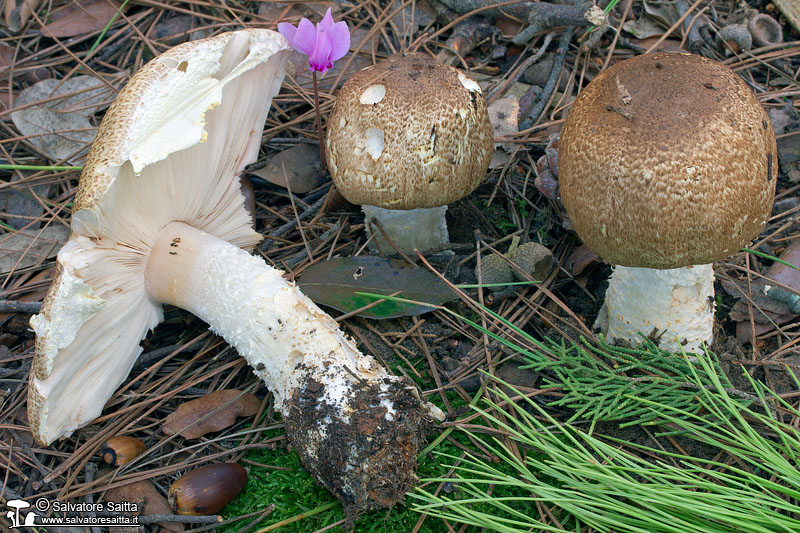 Agaricus augustus foto 2