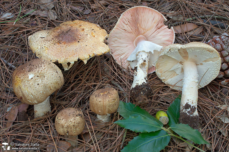 Agaricus augustus foto 3