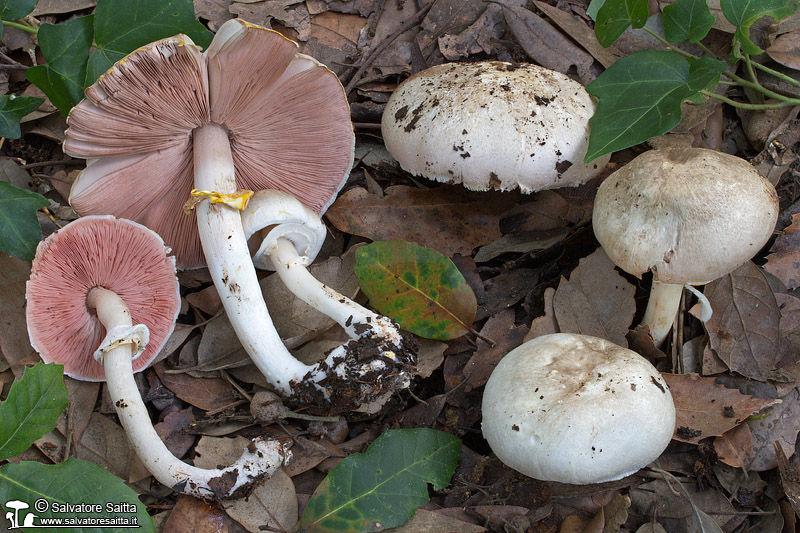 Agaricus moelleri foto 2