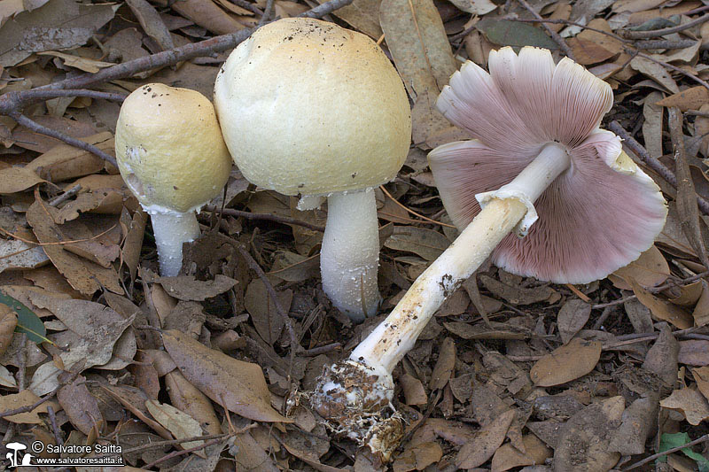 Agaricus sylvicola foto 1