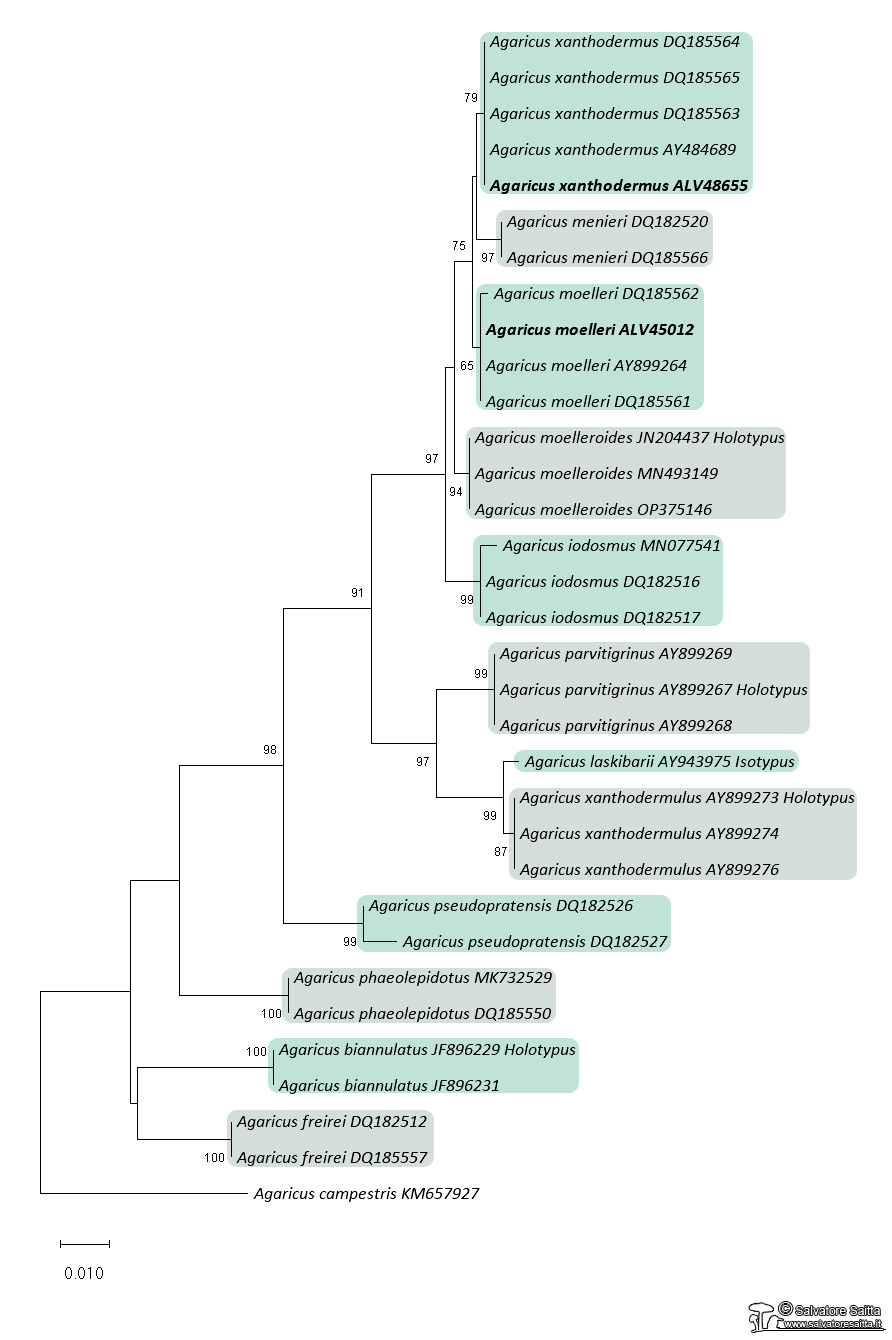 Agaricus xanthodermatei albero filogenetico