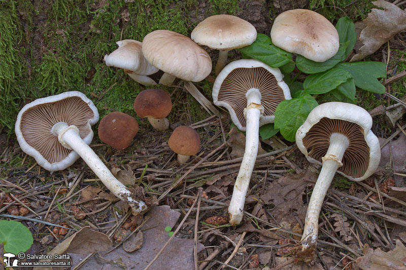 Agrocybe aegerita foto 1