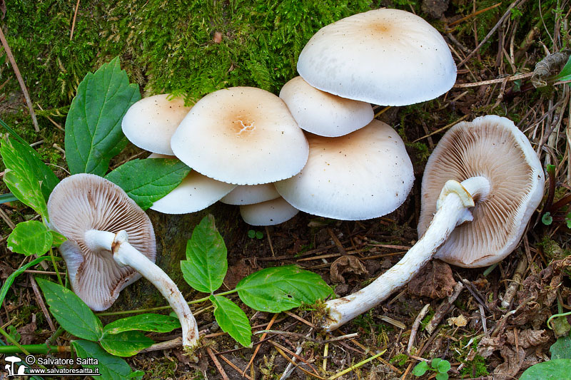 Agrocybe aegerita foto 2