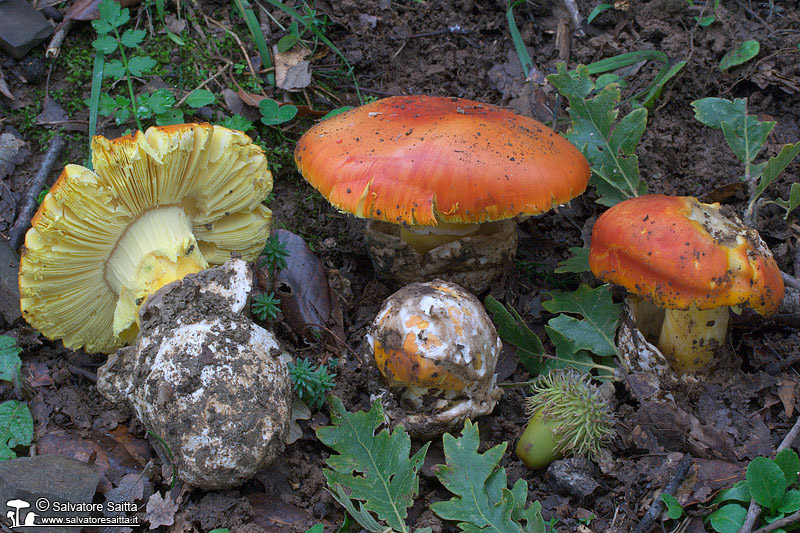 Amanita caesarea foto 1