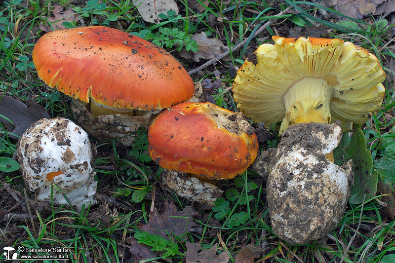 Amanita caesarea foto 2