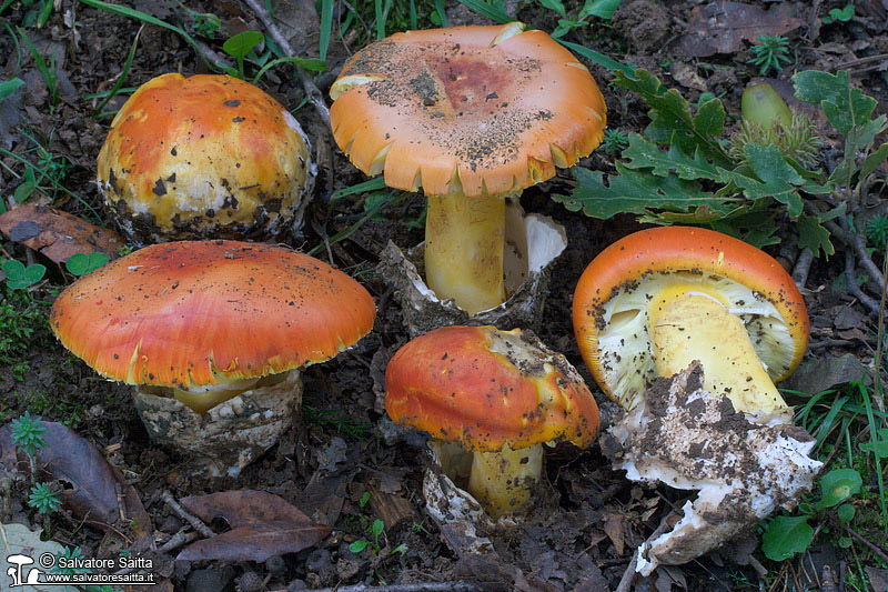 Amanita caesarea foto 3