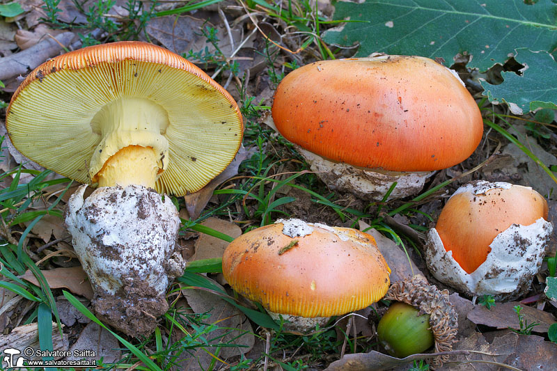 Amanita caesarea foto 4