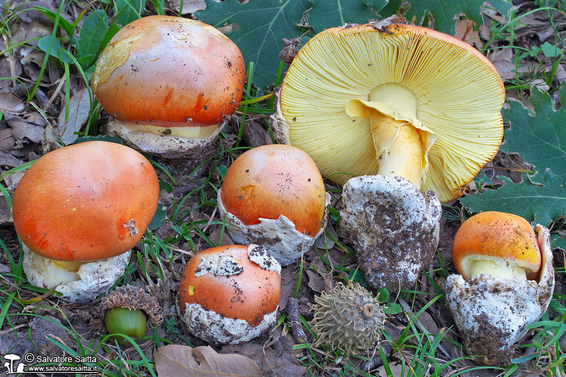 Amanita caesarea foto 5