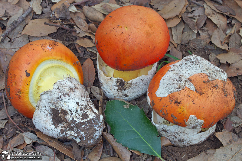 Amanita caesarea foto 6