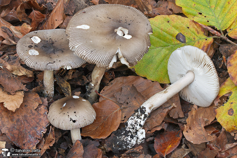 Amanita coryli foto 1