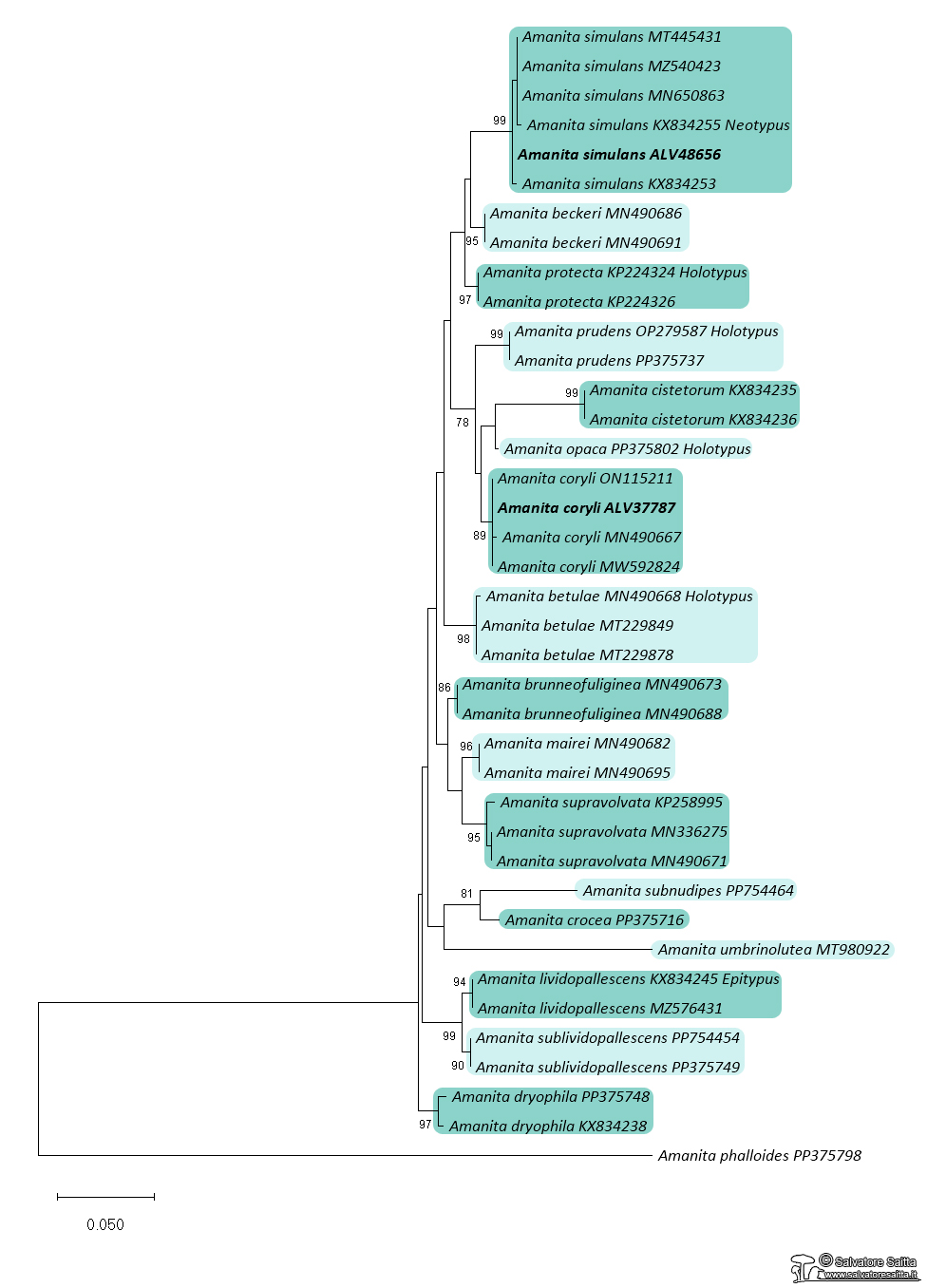 Amanita simulans albero filogenetico foto 1