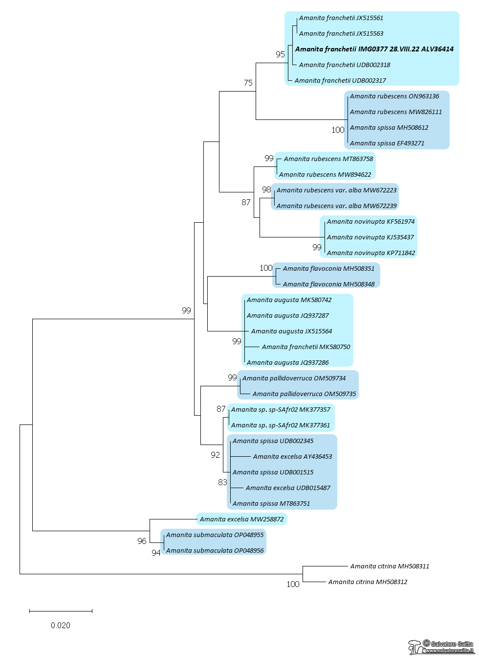 Amanita franchetii albero filogenetico foto 1