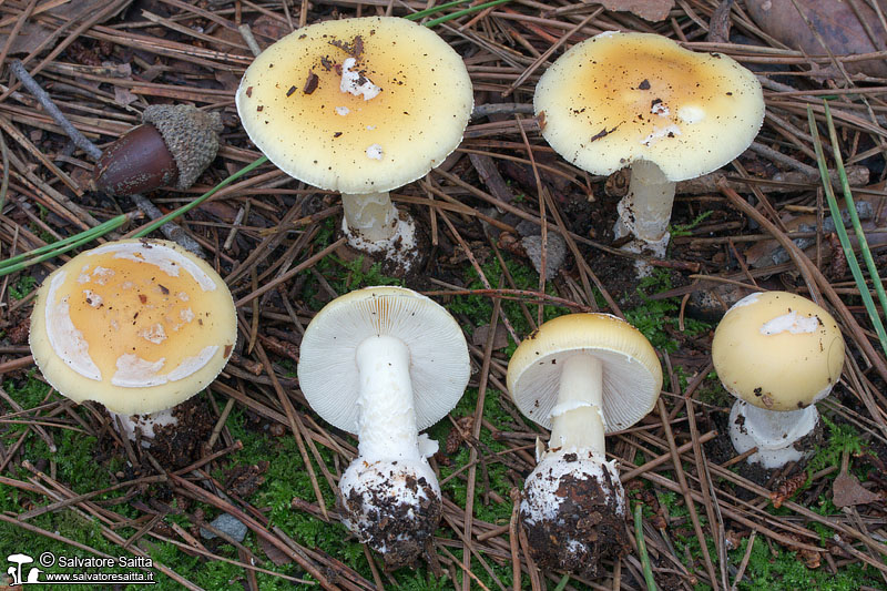 Amanita junquillea foto 6