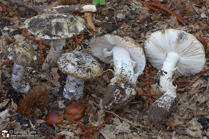 Amanita gioiosa foto 1