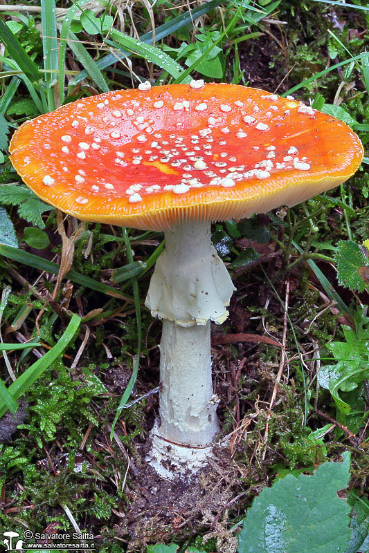 Amanita muscaria foto 1