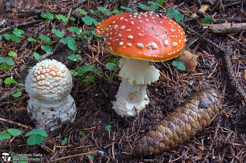 Amanita muscaria foto 2