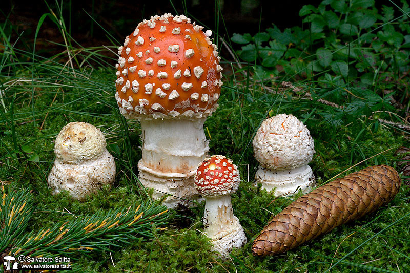 Amanita muscaria foto 3