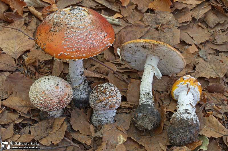 Amanita muscaria foto 4