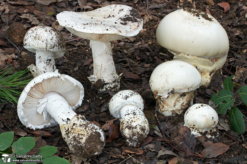 Amanita ovoidea foto 1