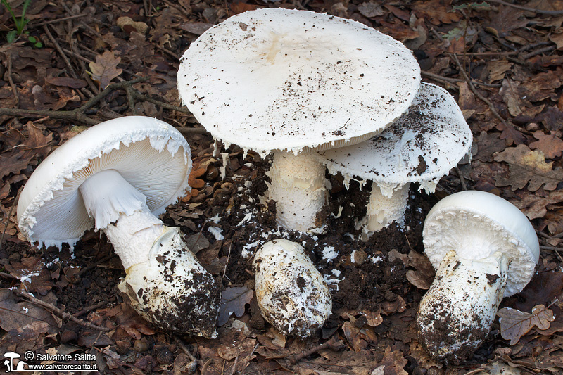 Amanita ovoidea foto 2