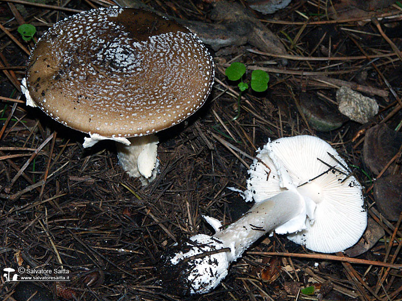 Amanita pantherina foto 1