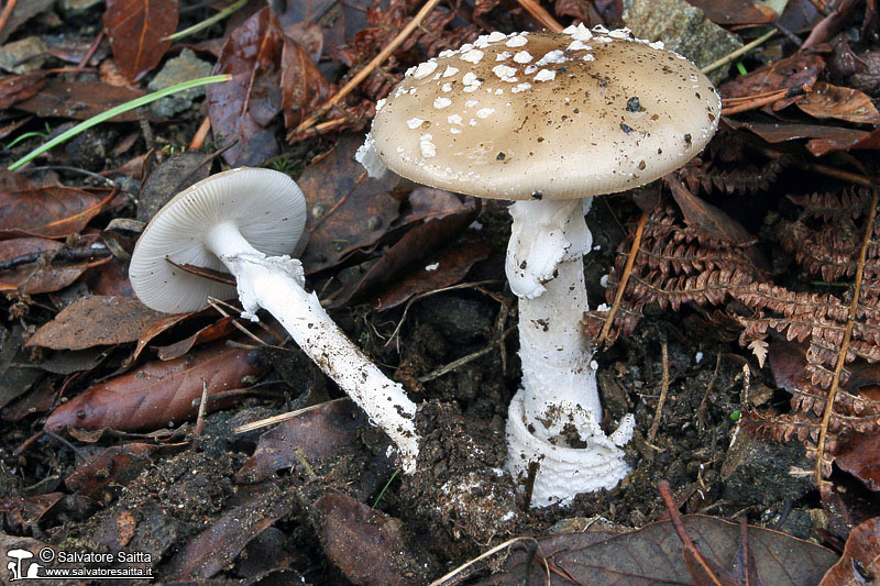 Amanita pantherina foto 2