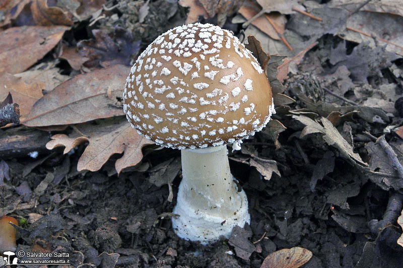 Amanita pantherina foto 3