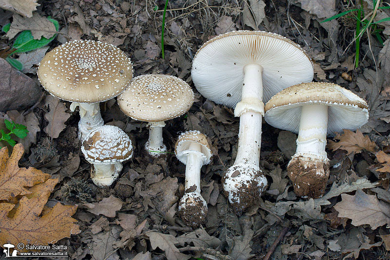 Amanita pantherina foto 4