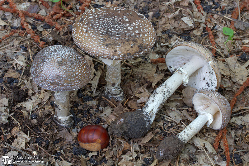 Amanita pantherina foto 5