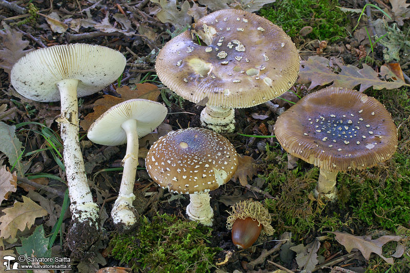 Amanita pantherina foto 6