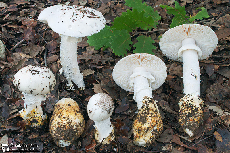 Amanita proxima foto 1