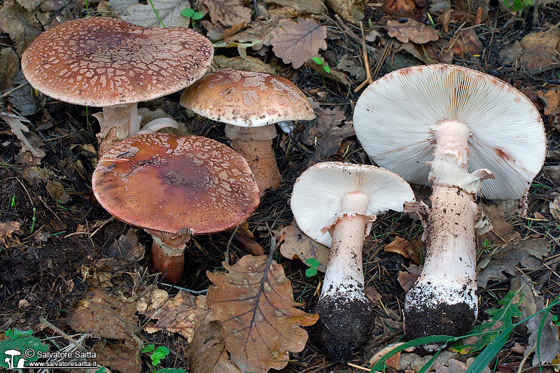 Amanita rubescens foto 1