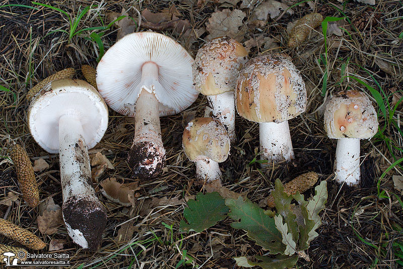 Amanita rubescens foto 2