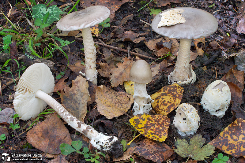 Amanita simulans foto 1