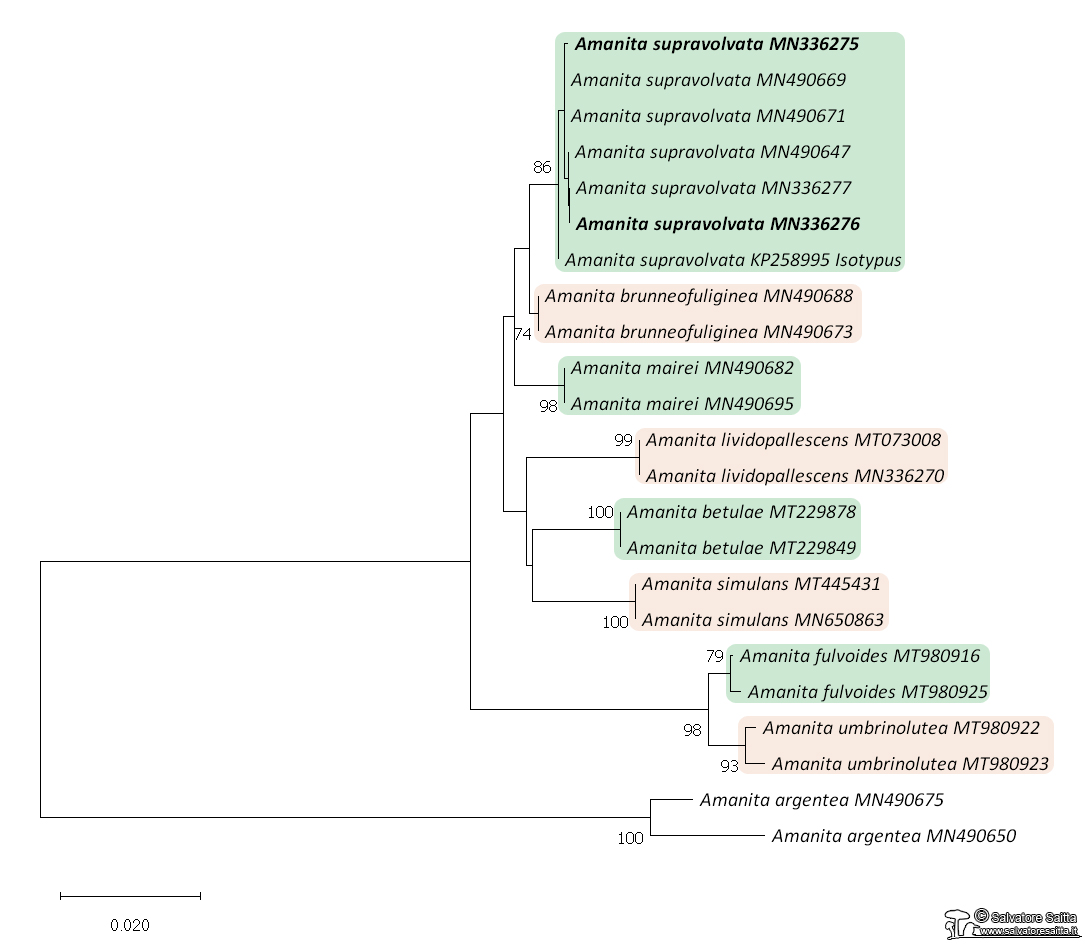 Amanita stirpe Mairei albero filogenetico foto 1