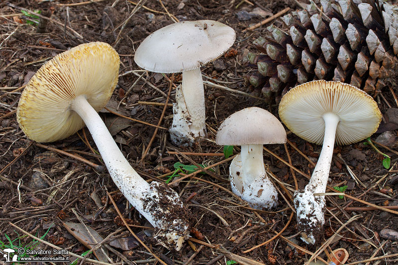 Amanita supravolvata foto 2