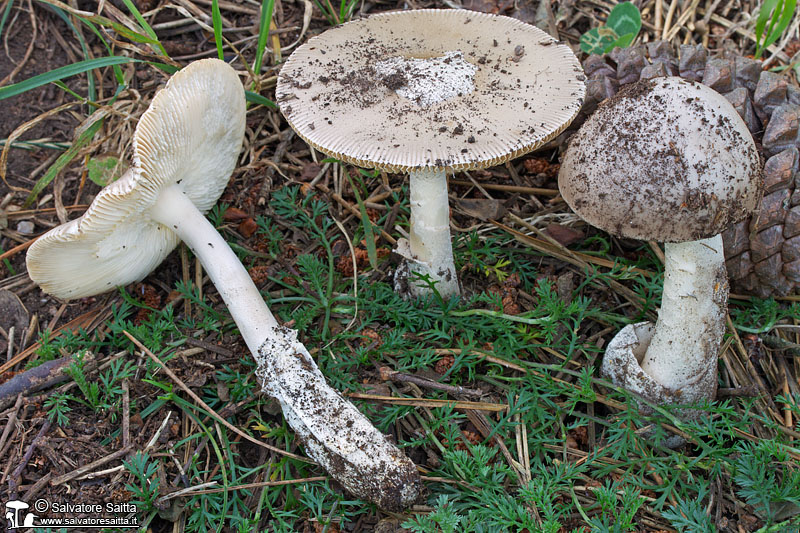 Amanita supravolvata foto 3