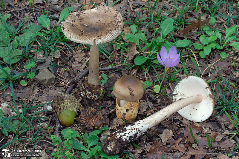 Amanita fulvoides foto 1