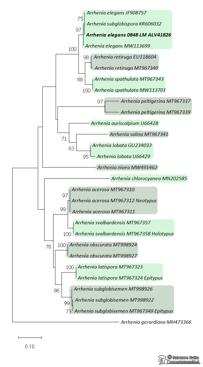 Arrhenia elegans albero filogenetico