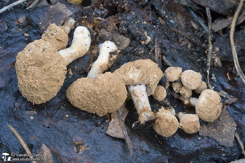 Asterophora lycoperdoides foto 1