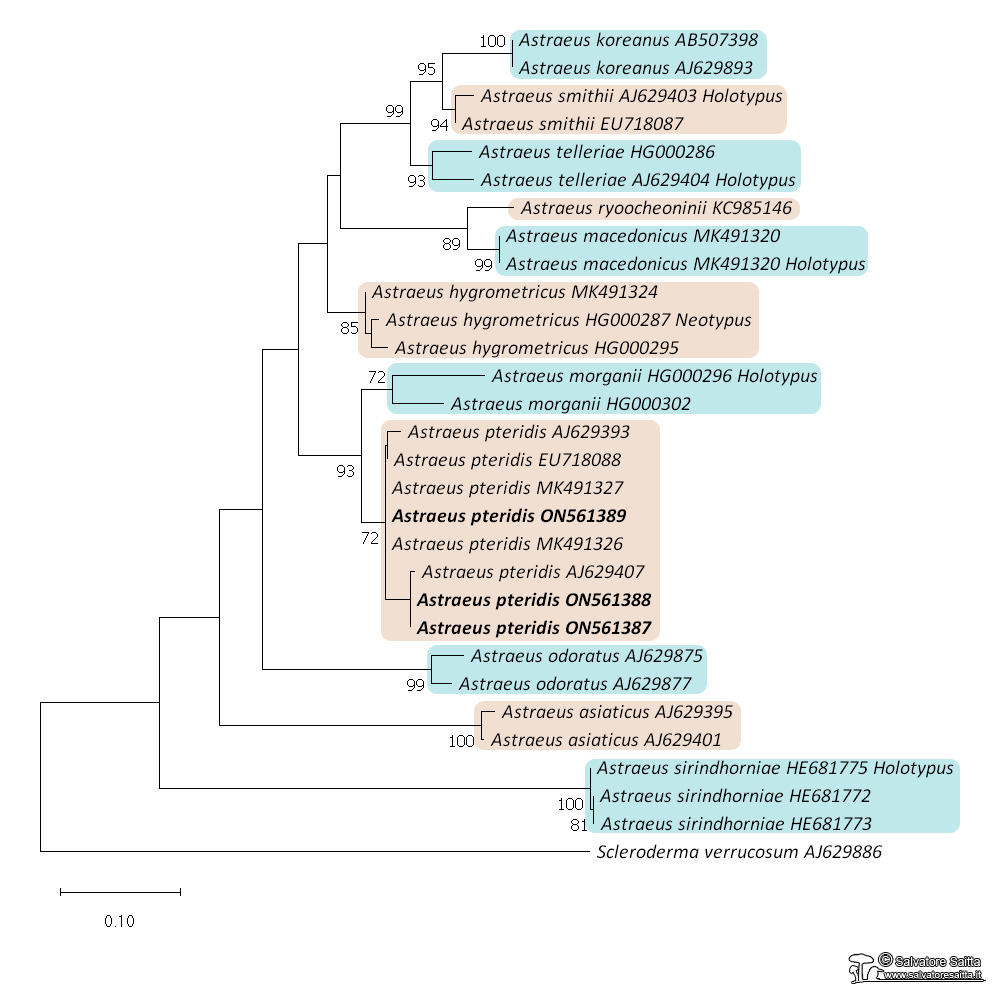 Astraeus albero filogenetico foto 1