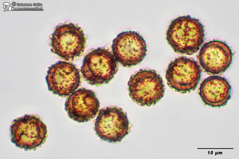 Astraeus pteridis spore foto 1