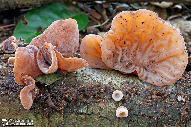 Auricularia auricula-judae foto 1