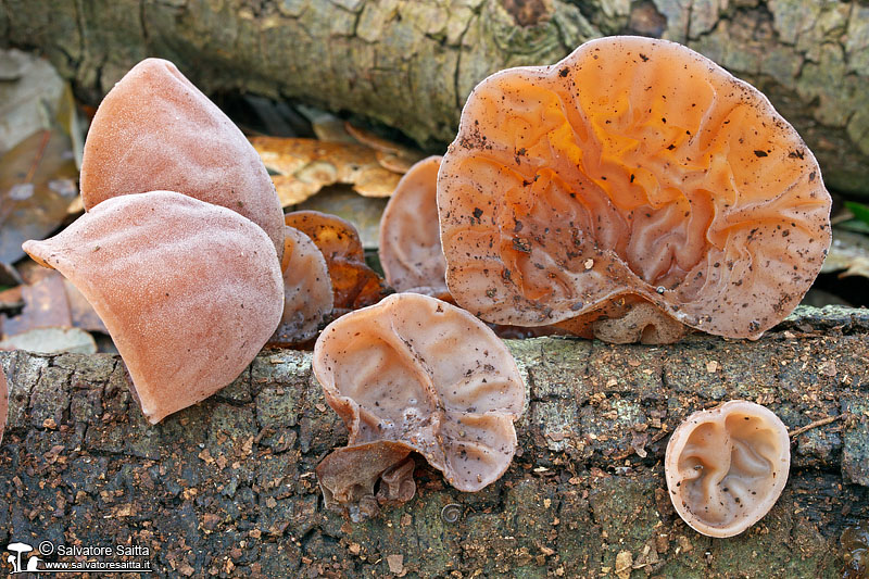 Auricularia auricula-judae foto 2