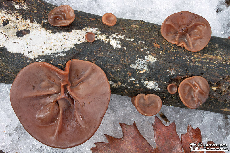 Auricularia auricula-judae foto 3