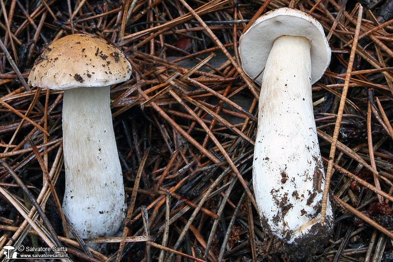 Boletus edulis foto 1