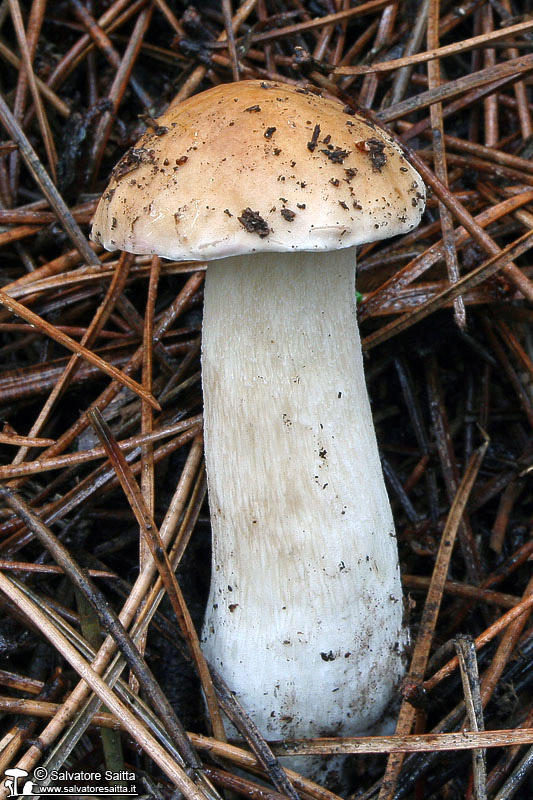 Boletus edulis foto 2