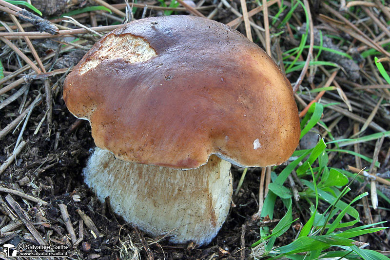 Boletus edulis foto 3