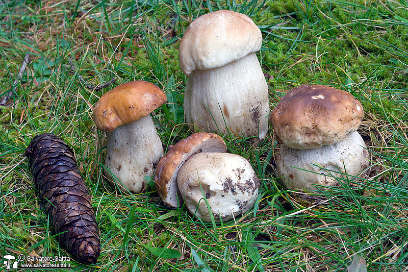 Boletus edulis foto 4